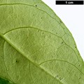 SpeciesSub: var. ligustrifolium